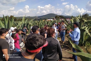 Excursión de un día desde Ciudad de México al Santuario de las Luciérnagas