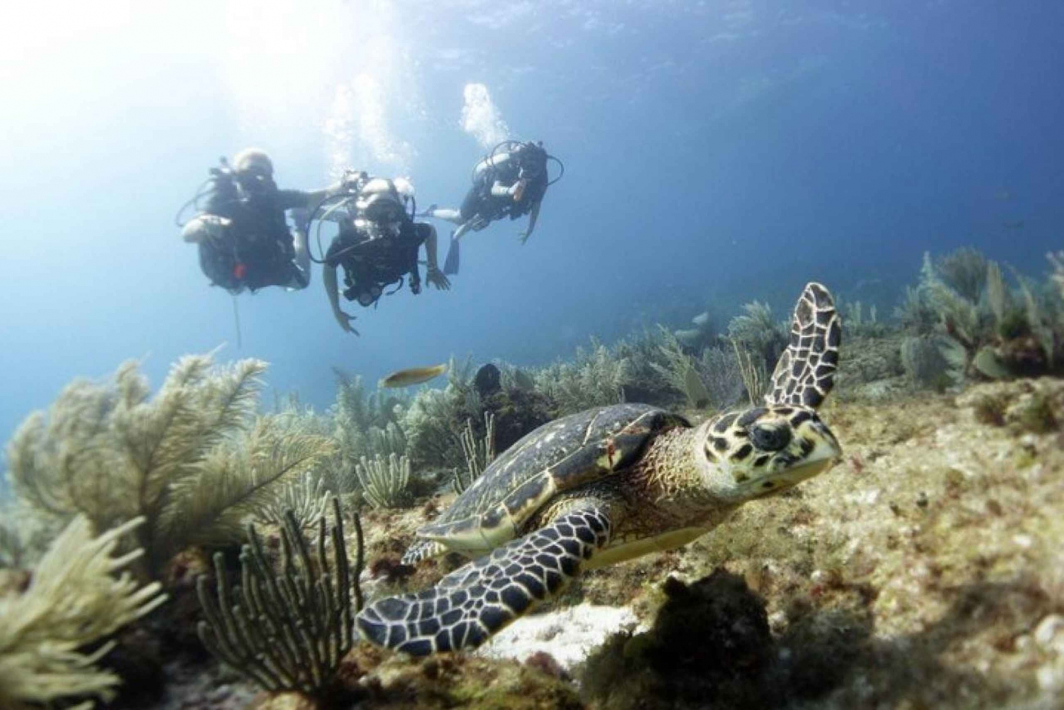PADI Discover Scuba Diving for divers without certification