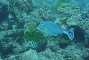 Panama City Beach: Guided Snorkeling Excursion