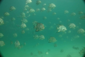 Panama City Beach: Guided Snorkeling Excursion