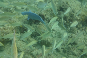 Panama City Beach: Guided Snorkeling Excursion