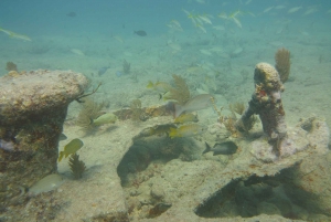 Panama City Beach: Guided Snorkeling Excursion