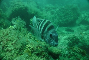 Panama City Beach: Guided Snorkeling Excursion