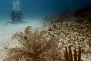 Playa del Carmen: Curso Avanzado de Buceo en Aguas Abiertas