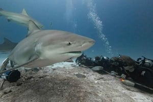 Playa del Carmen: Curso Avanzado de Buceo en Aguas Abiertas