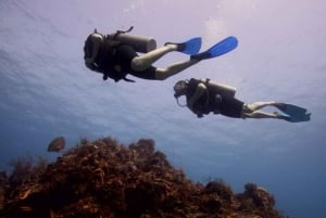 Playa del Carmen: Curso Avanzado de Buceo en Aguas Abiertas