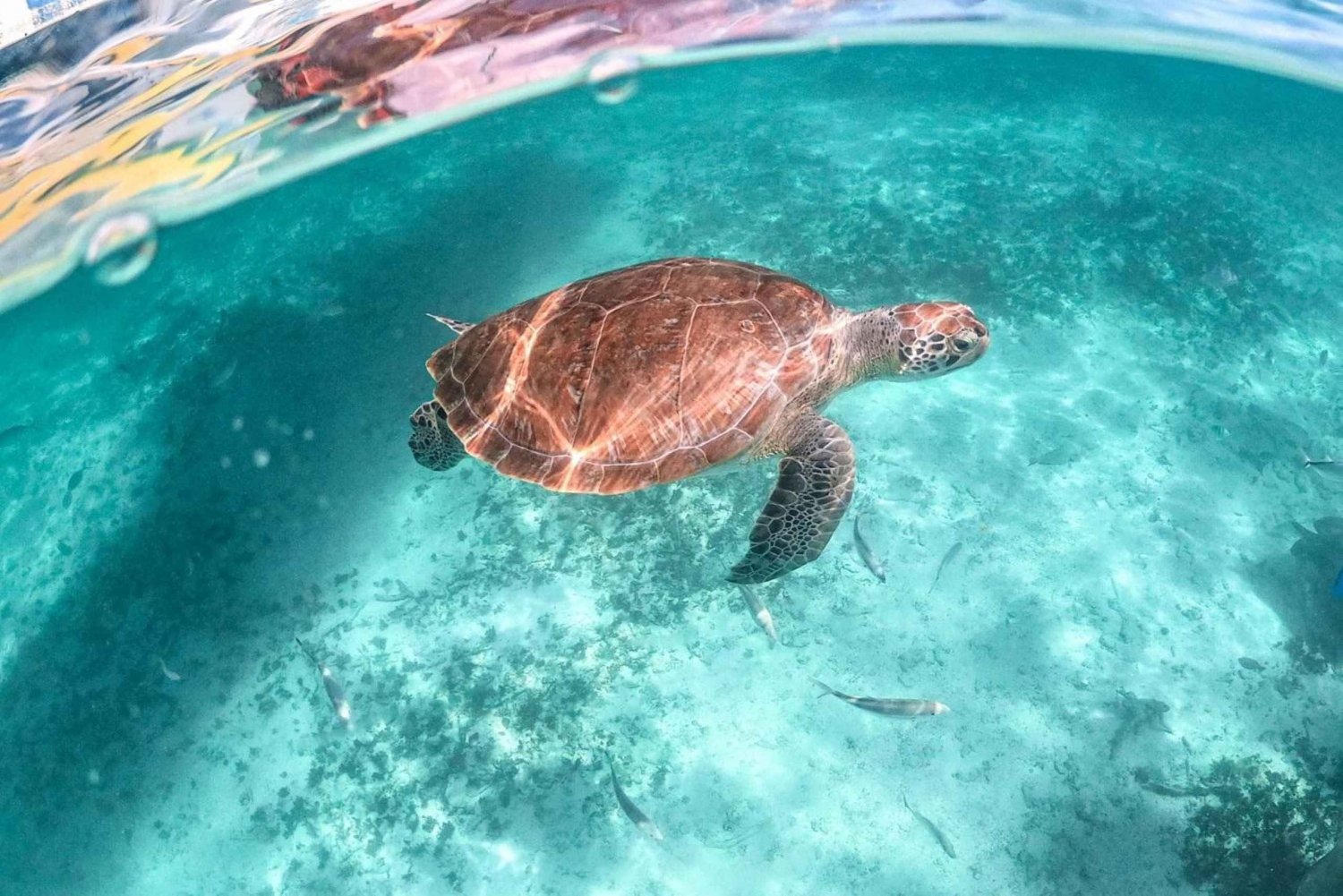 Playa del Carmen/Tulum: Playa de Akumal con esnórquel con tortugas