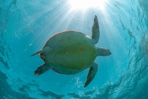 Playa del Carmen/Tulum: Playa de Akumal con esnórquel con tortugas