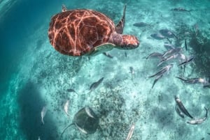 Playa del Carmen/Tulum: Playa de Akumal con esnórquel con tortugas