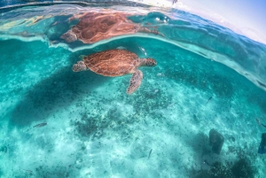 Playa del Carmen/Tulum: Playa de Akumal con esnórquel con tortugas