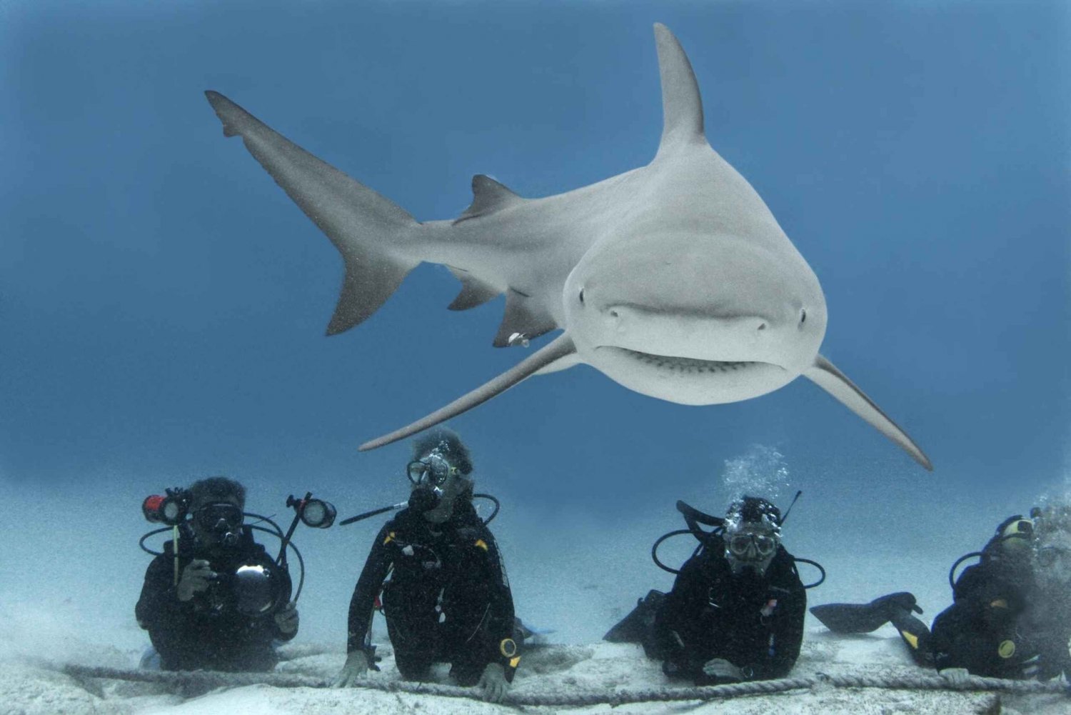 Playa del Carmen: Loca aventura de buceo con tiburón toro