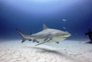 Playa del Carmen: Loca aventura de buceo con tiburón toro