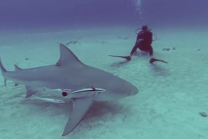 Playa del Carmen: Loca aventura de buceo con tiburón toro