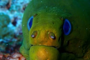 Playa del Carmen: Loca aventura de buceo con tiburón toro