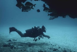 Playa del Carmen: Loca aventura de buceo con tiburón toro