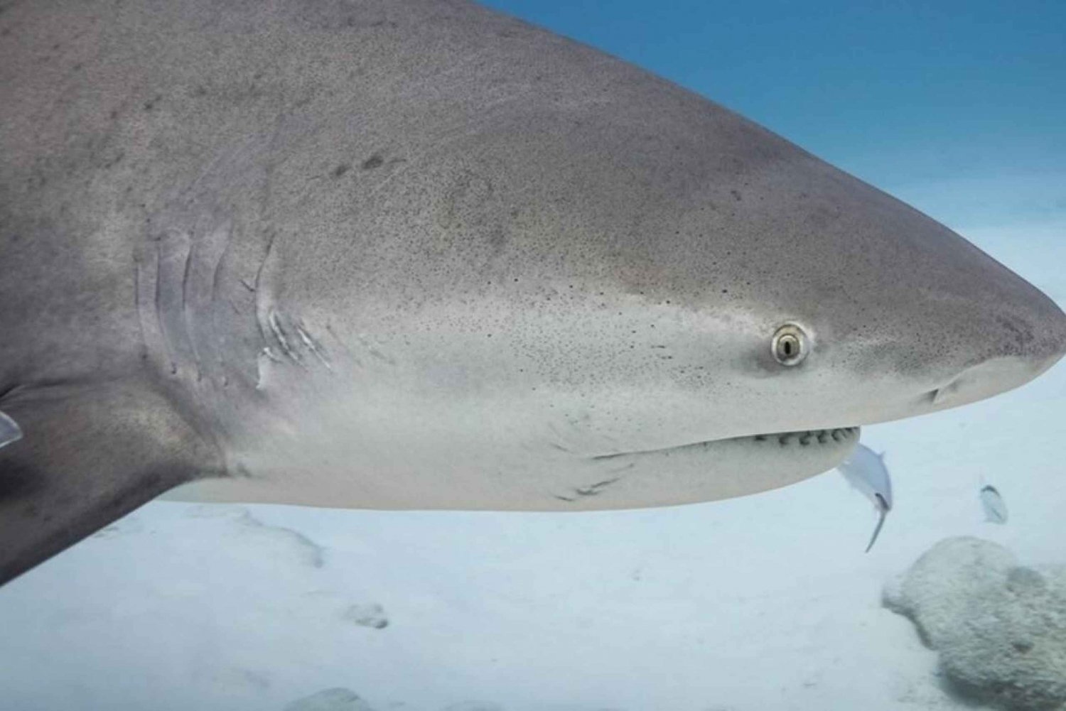 Playa del Carmen: Bull Shark Encounter