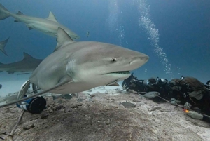 Playa del Carmen: Bull Shark Encounter