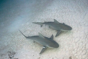 Playa del Carmen: Bull Shark Encounter