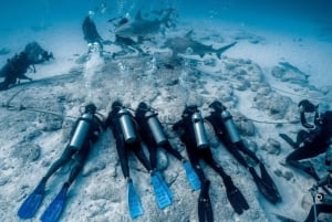 Playa del Carmen: Bull Shark Encounter