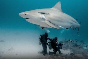 Playa del Carmen: Bull Shark Encounter