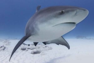 Playa del Carmen: Bull Shark Encounter