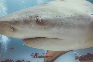 Playa del Carmen: Bull Shark Encounter