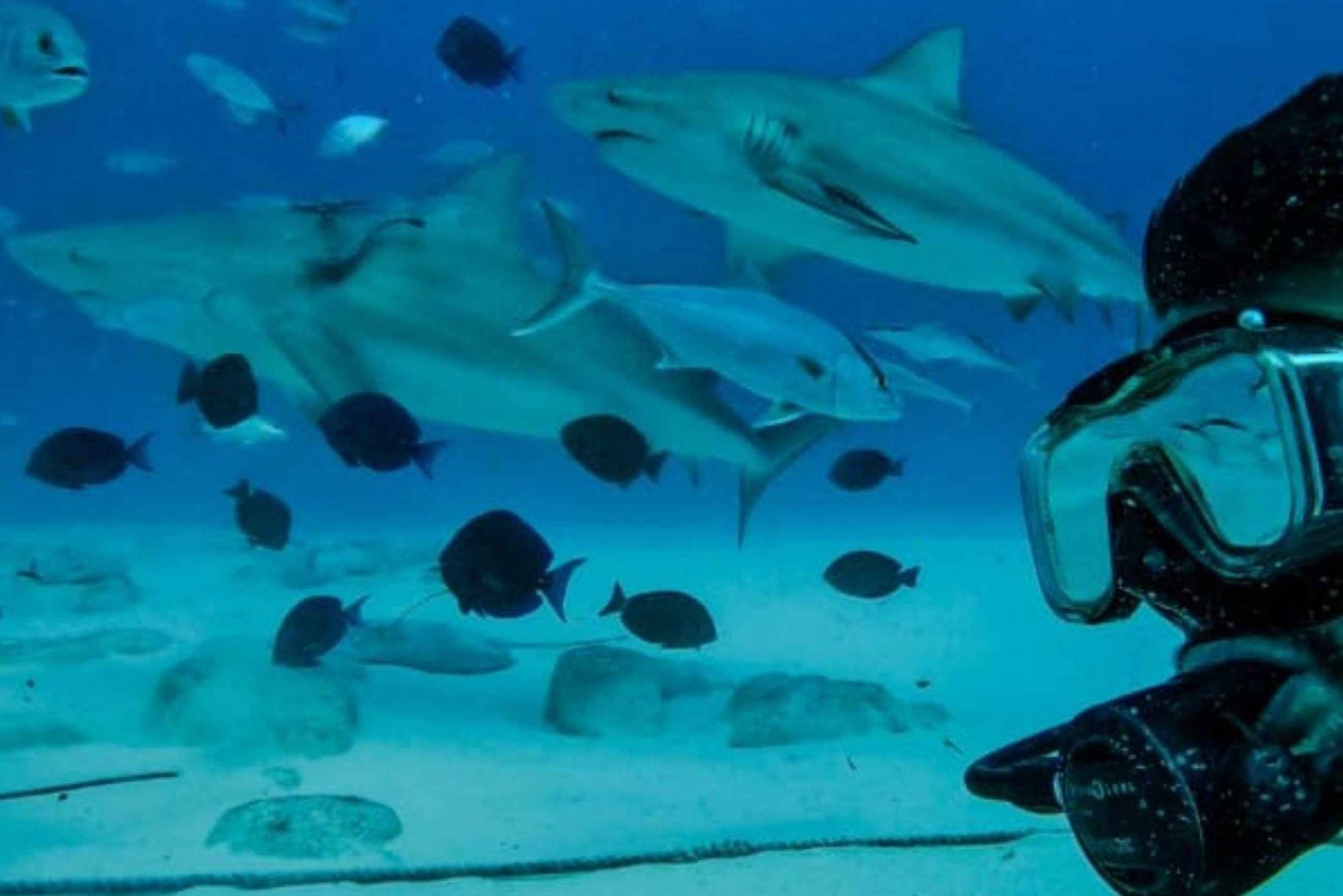 Playa del Carmen: Alimentación de tiburones toro