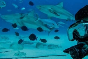 Playa del Carmen: Alimentación de Tiburones Toro para Buceadores Certificados