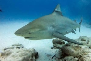 Playa del Carmen: Alimentación de Tiburones Toro para Buceadores Certificados