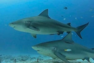 Playa del Carmen: Alimentación de Tiburones Toro para Buceadores Certificados