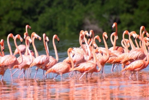 Playa del Carmen/Cancún: Rio Lagartos & Las Coloradas Tour