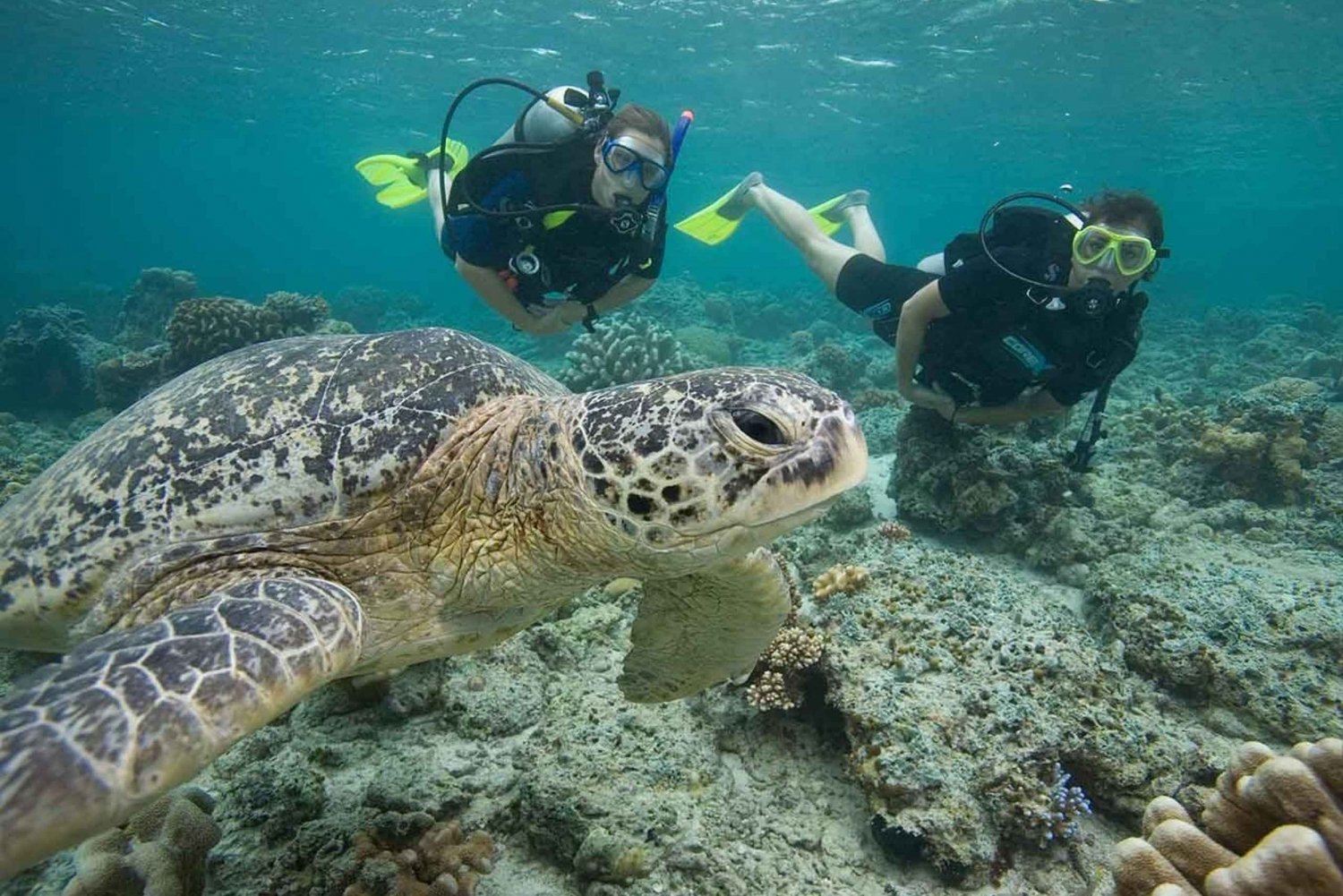 Playa del Carmen: Descubre el Surrealista Mundo del Buceo