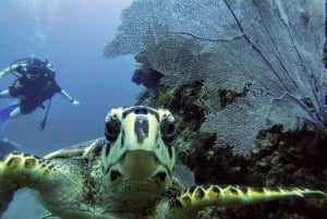 Playa del Carmen: Descubre el Surrealista Mundo del Buceo