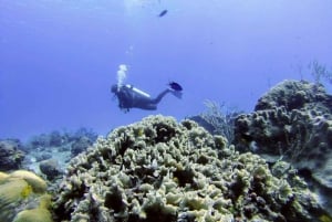 Playa del Carmen: Descubre el Surrealista Mundo del Buceo