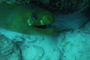 Playa del Carmen: Descubre el Surrealista Mundo del Buceo