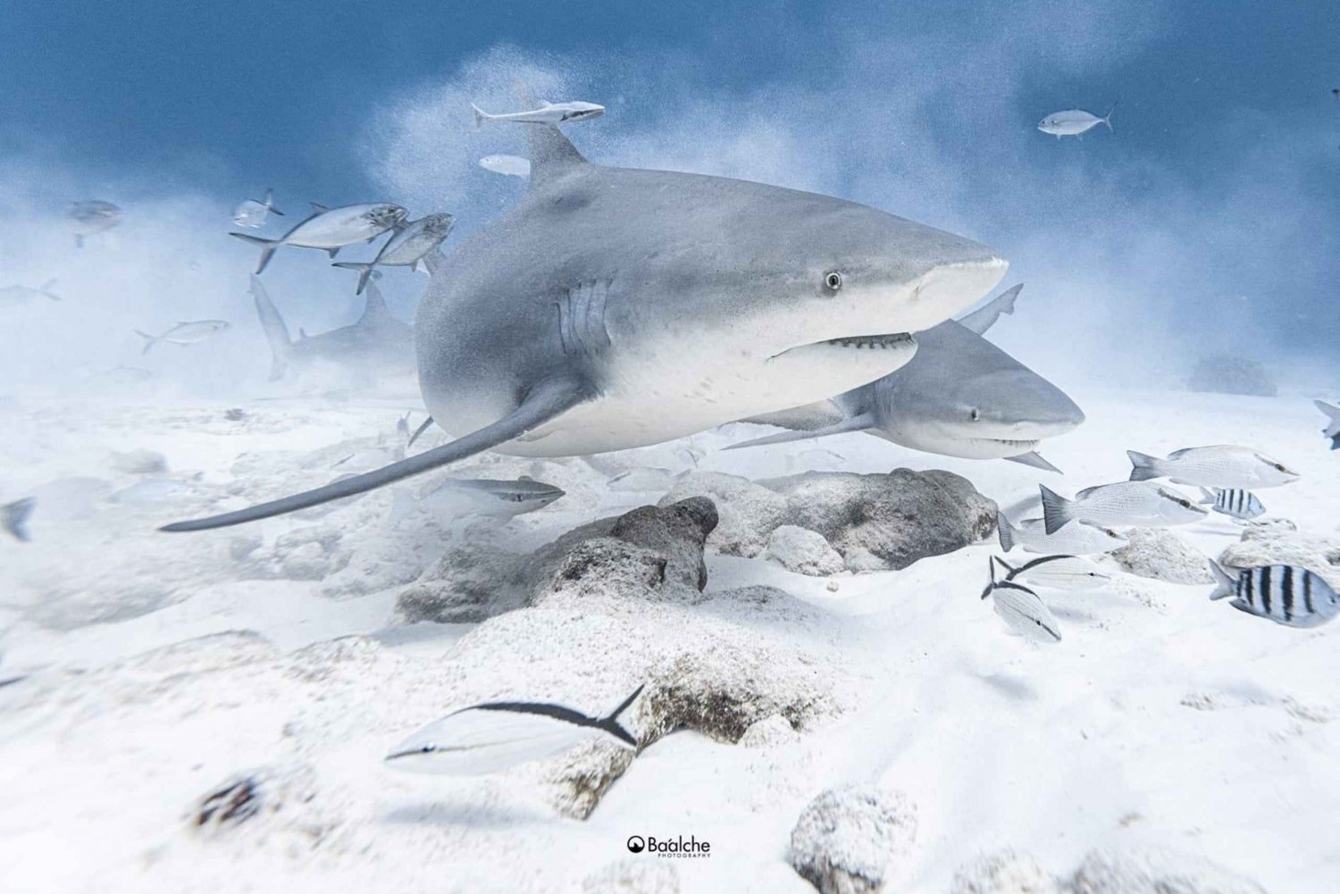 Playa del Carmen: Diving with Bull Sharks