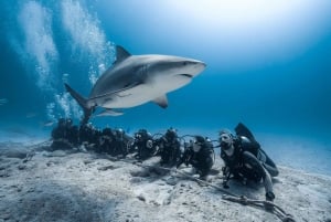 Playa del Carmen: Diving with Bull Sharks