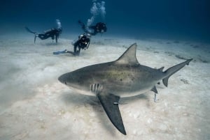 Playa del Carmen: Diving with Bull Sharks