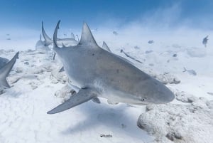 Playa del Carmen: Diving with Bull Sharks