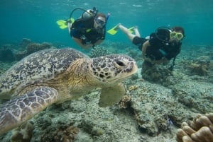 Playa del Carmen: Buceo extremo en Cozumel en lancha rápida