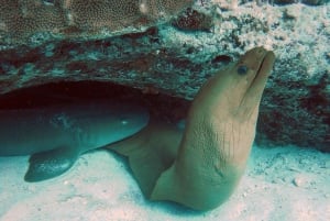 Playa del Carmen: Buceo extremo en Cozumel en lancha rápida