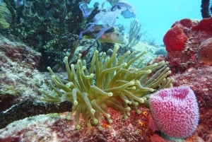 Playa del Carmen: Buceo extremo en Cozumel en lancha rápida