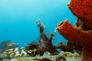 Playa del Carmen: Buceo extremo en Cozumel en lancha rápida