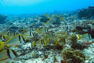 Playa del Carmen: Buceo extremo en Cozumel en lancha rápida