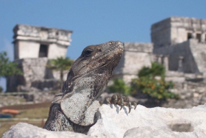 Playa del Carmen: Extreme High End ATV, Cenote & Tulum Ruins