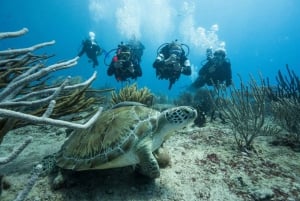 Playa del Carmen: Buceo guiado en arrecifes para todos los niveles