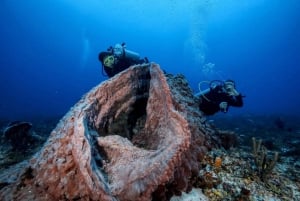 Playa del Carmen: Buceo guiado en arrecifes para todos los niveles