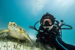 Playa del Carmen: Buceo guiado en arrecifes para todos los niveles