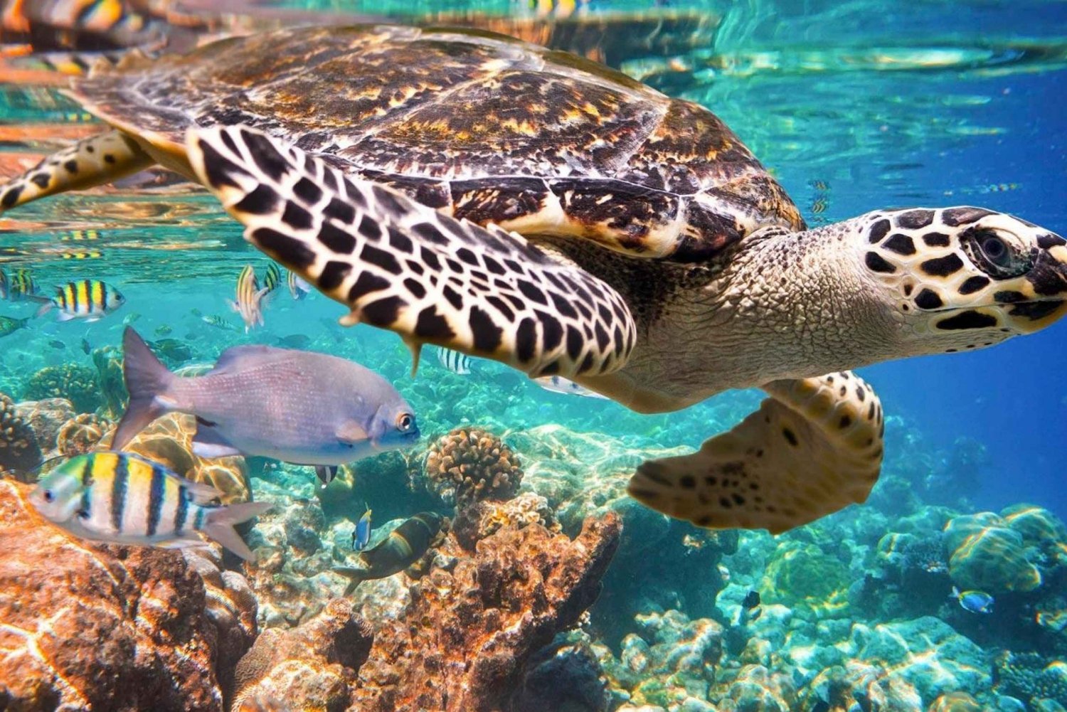 Playa del Carmen: Nature Underground Cenote & Turtle Swim