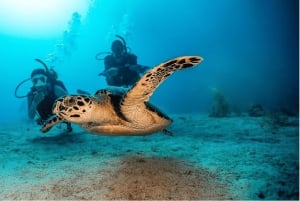 Playa del Carmen: Curso de Buceo en Aguas Abiertas